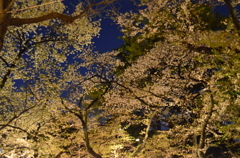 靖国神社　夜桜