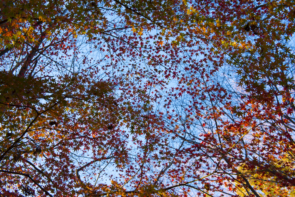 長沼公園　紅葉