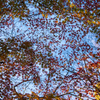 長沼公園　紅葉