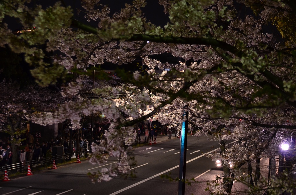 靖国神社　夜桜