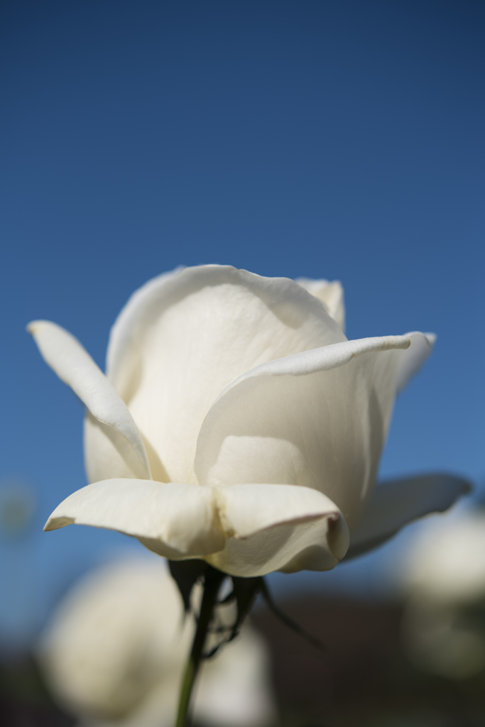 神代植物公園　秋薔薇