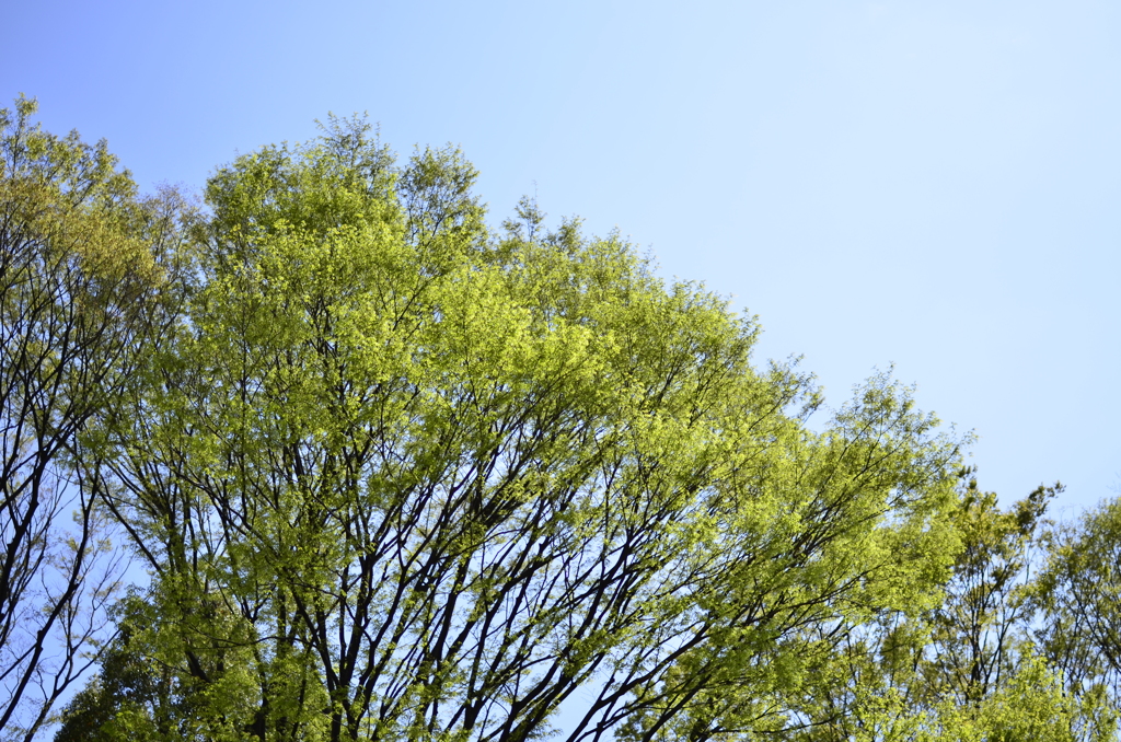 ２０１４．４．４　代々木公園