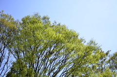 ２０１４．４．４　代々木公園