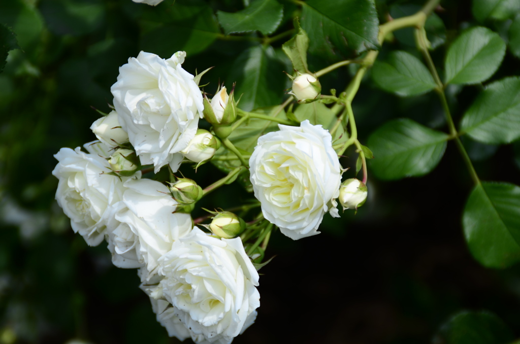 新宿御苑にて　薔薇