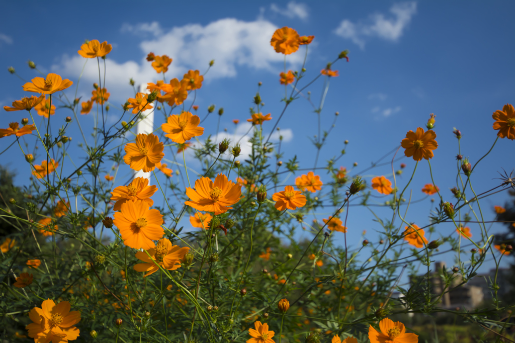 芦花公園　キバナコスモス