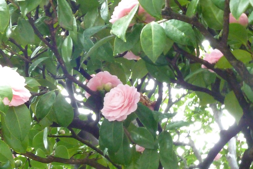 P1000174_1