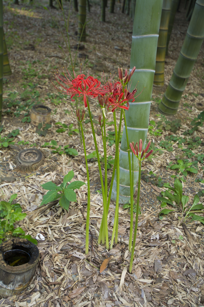 芦花公園　彼岸花