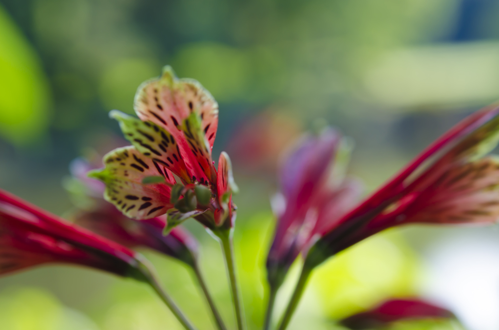 夏の花