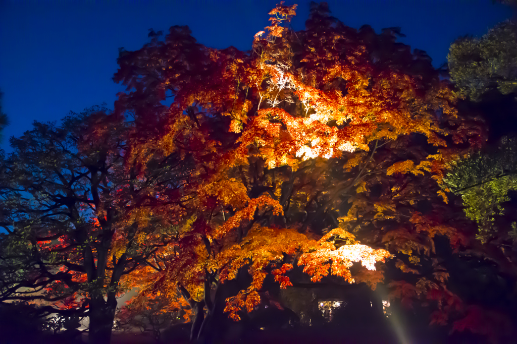 六義園　紅葉ライトアップ