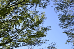 ２０１４．４．４　代々木公園