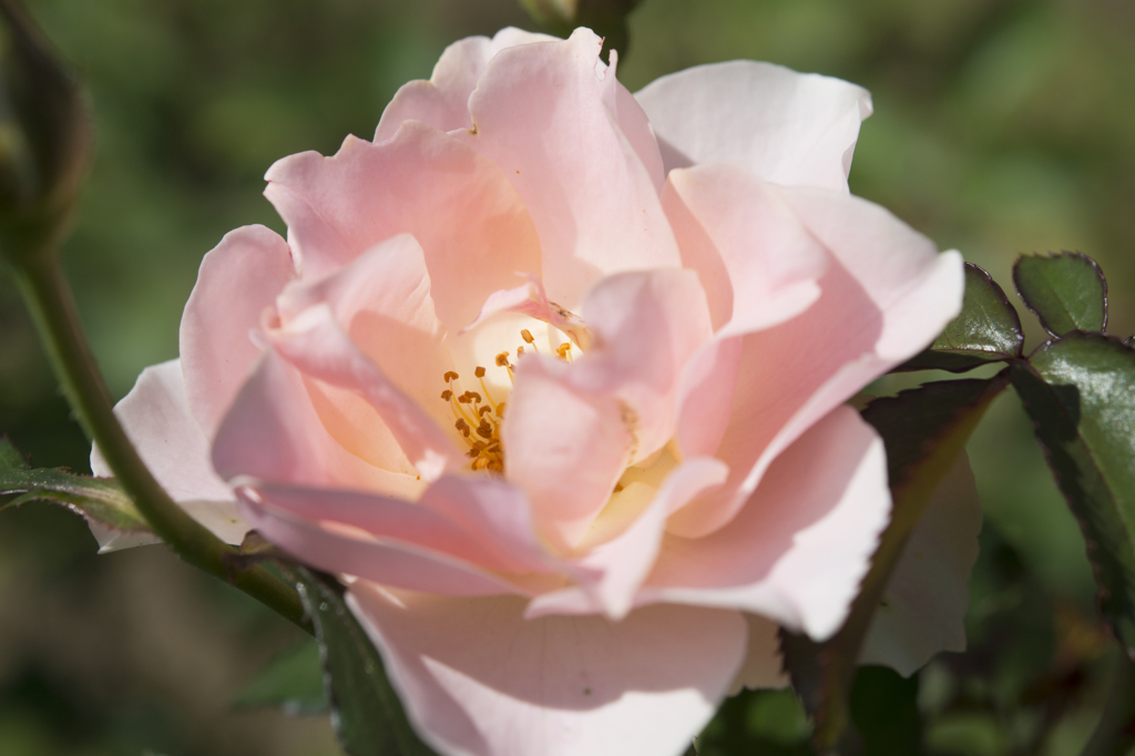 神代植物公園　薔薇