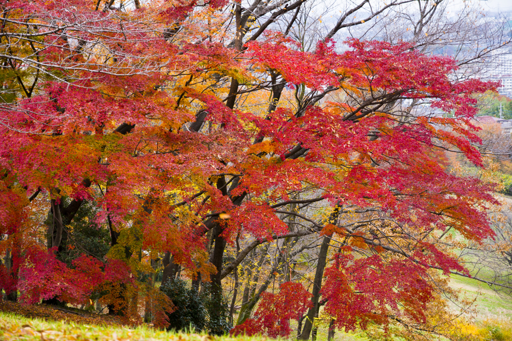 長沼公園　紅葉