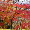 長沼公園　紅葉