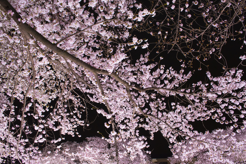 一夜限りの野川の桜ライトアップ