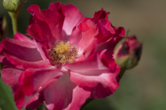 神代植物公園　薔薇