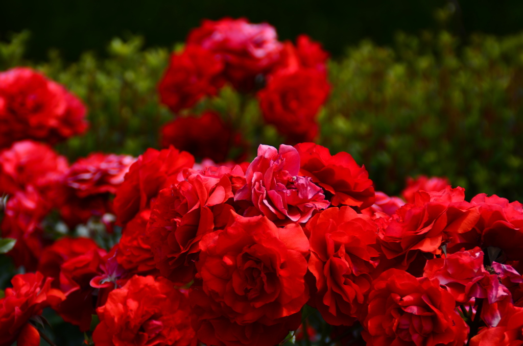 新宿御苑にて　薔薇満開