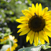 蜂とひまわり