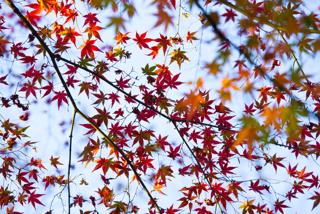 長沼公園　紅葉