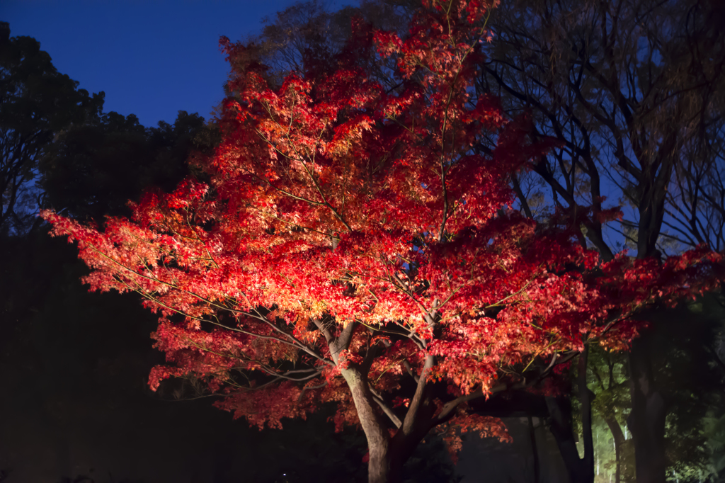 六義園　紅葉ライトアップ