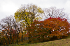 長沼公園　紅葉