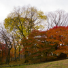 長沼公園　紅葉