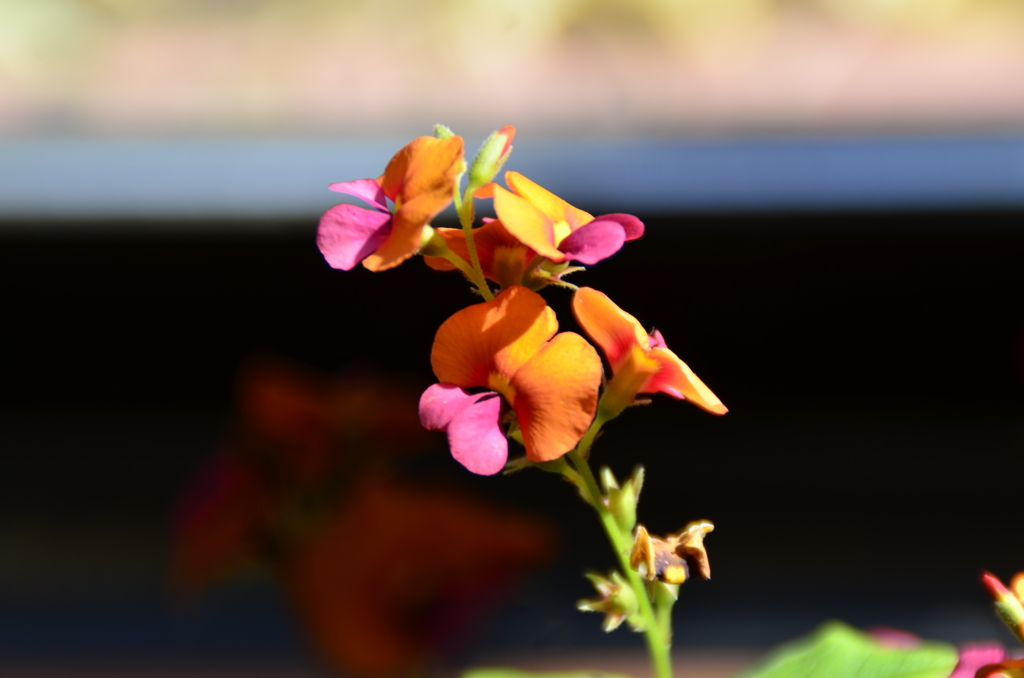 春の花