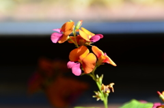 春の花
