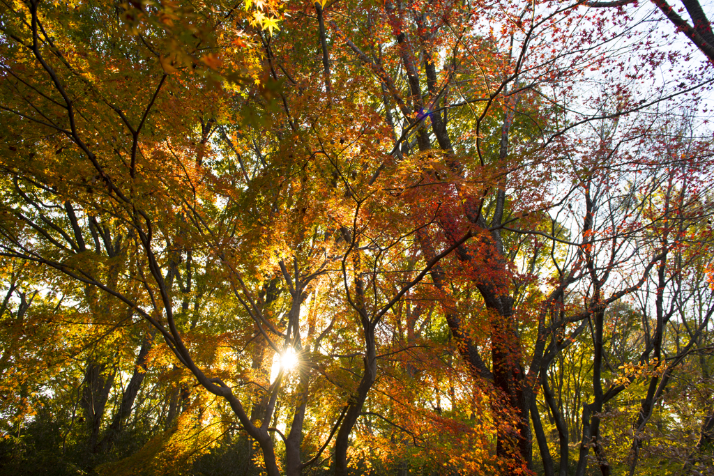 長沼公園　紅葉