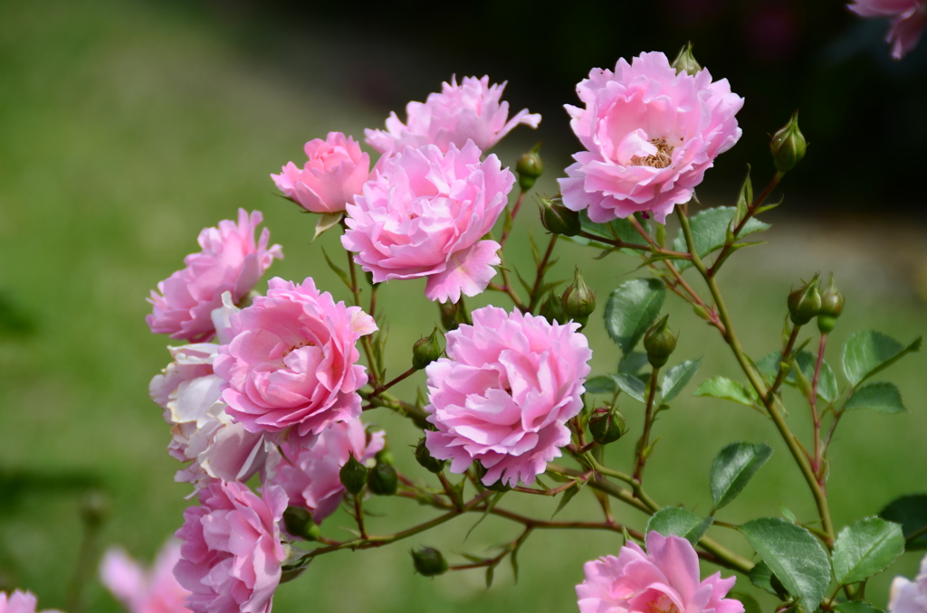 新宿御苑にて　薔薇