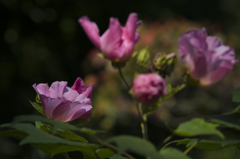 神代植物公園　扶洋