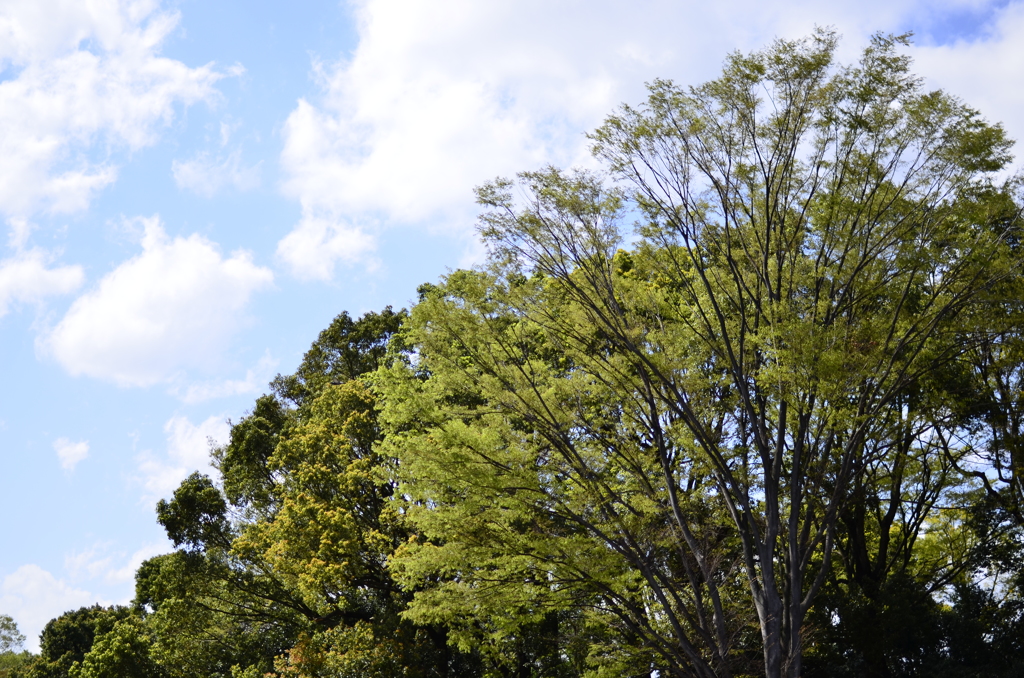 ２０１４．４．４　代々木公園