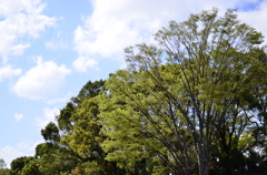 ２０１４．４．４　代々木公園