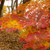 長沼公園　紅葉