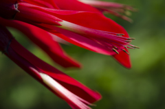 夏の花