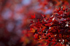 紅に染まって