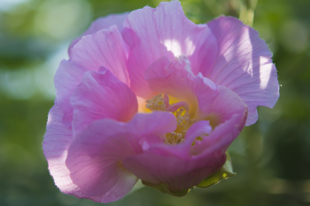 神代植物公園　ほのかに