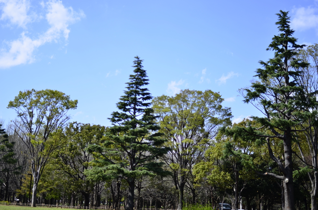 ２０１４．４．４　代々木公園