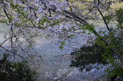 四ツ谷から靖国散歩　水面の花びら