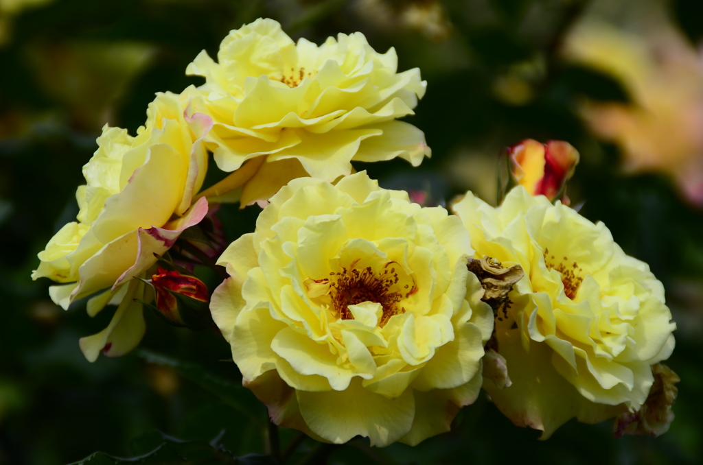 新宿御苑にて　薔薇