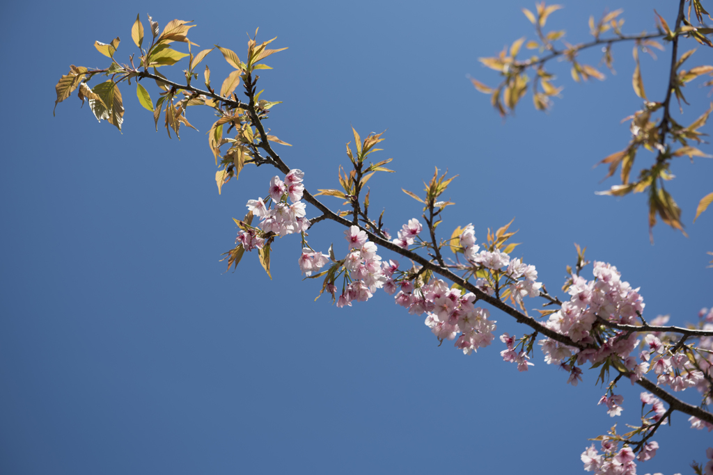 ３月の館山はもう春