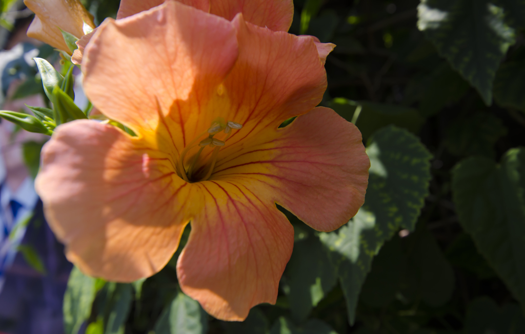 夏の花