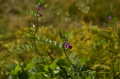 野草