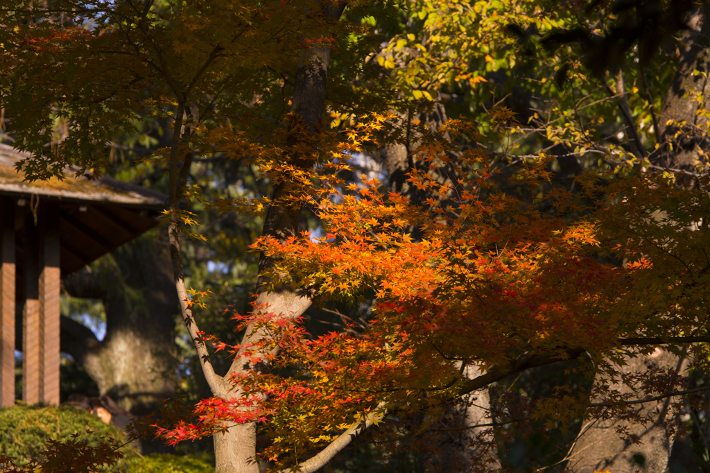 旧古河庭園　紅葉