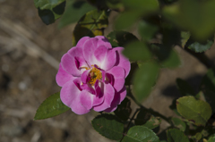 神代植物公園　薔薇