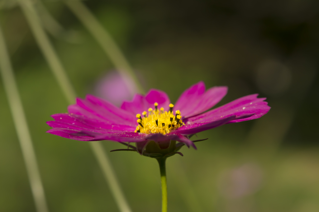 芦花公園 コスモス