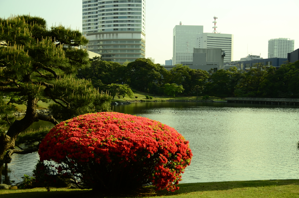 浜離宮恩賜庭園