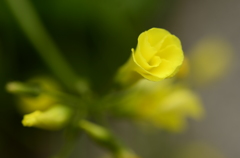 春の花