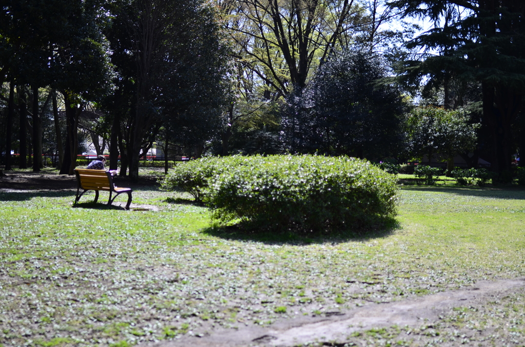２０１４．４．４　代々木公園