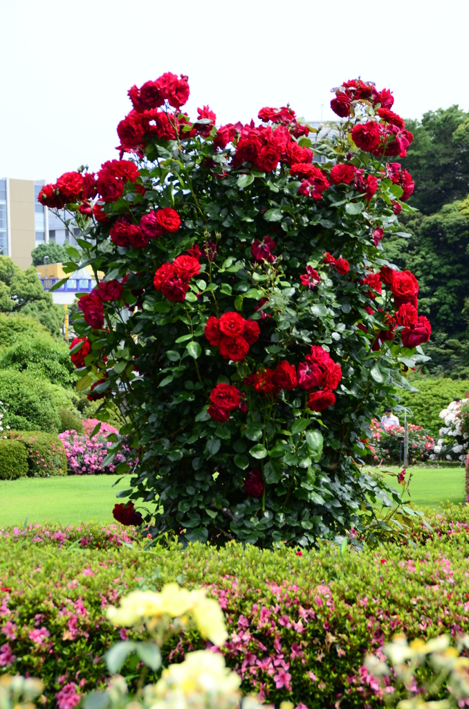 新宿御苑にて　薔薇ポット