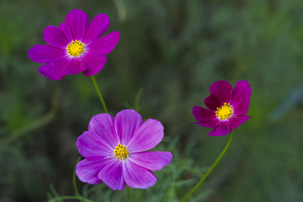 芦花公園　コスモス３色